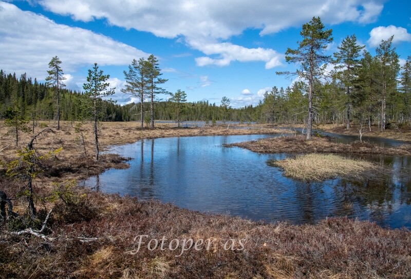 Vikerfjell, Skarrudåsen, vann, vår