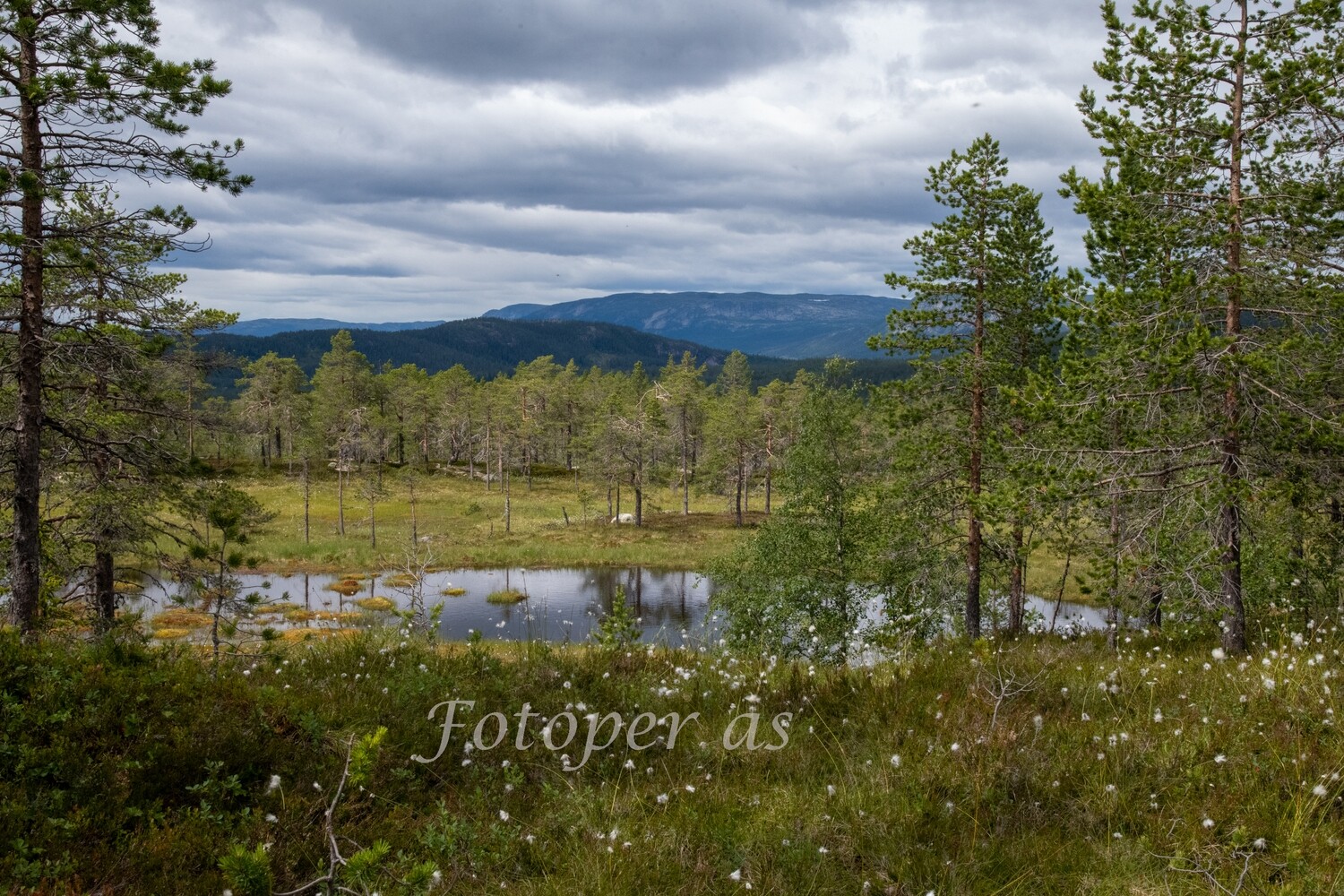 Strømsoddbygda, myrull, fjell