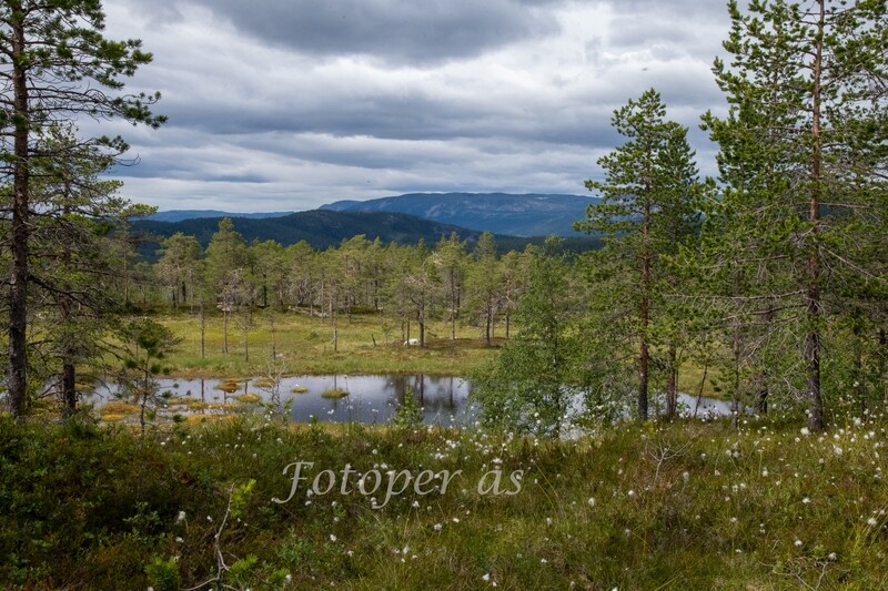 Strømsoddbygda, myrull, fjell