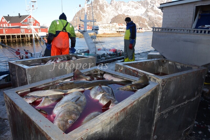 Henningsvær i Lofoten, lofotfiske