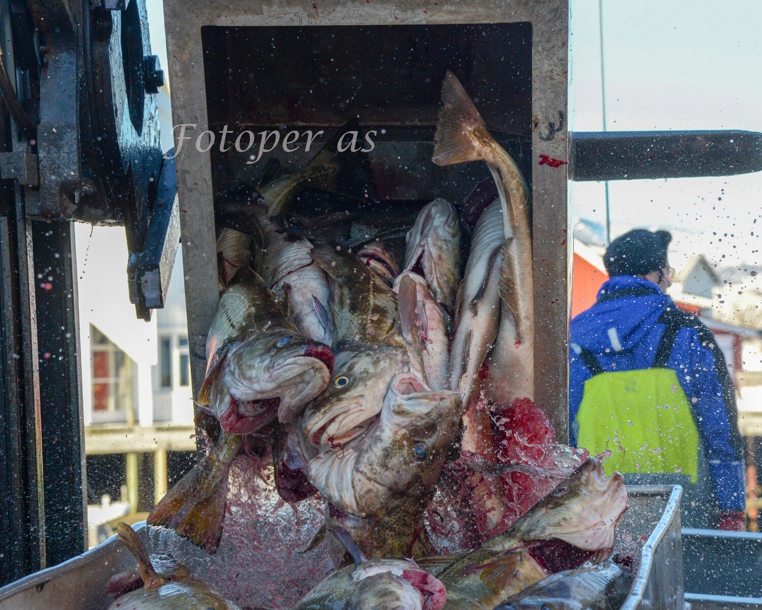 Henningsvær i Lofoten, fiskemottak