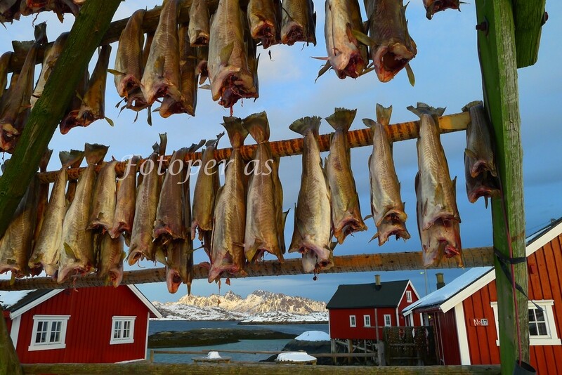 Svolvær i Lofoten, tørrfisk på gjel
