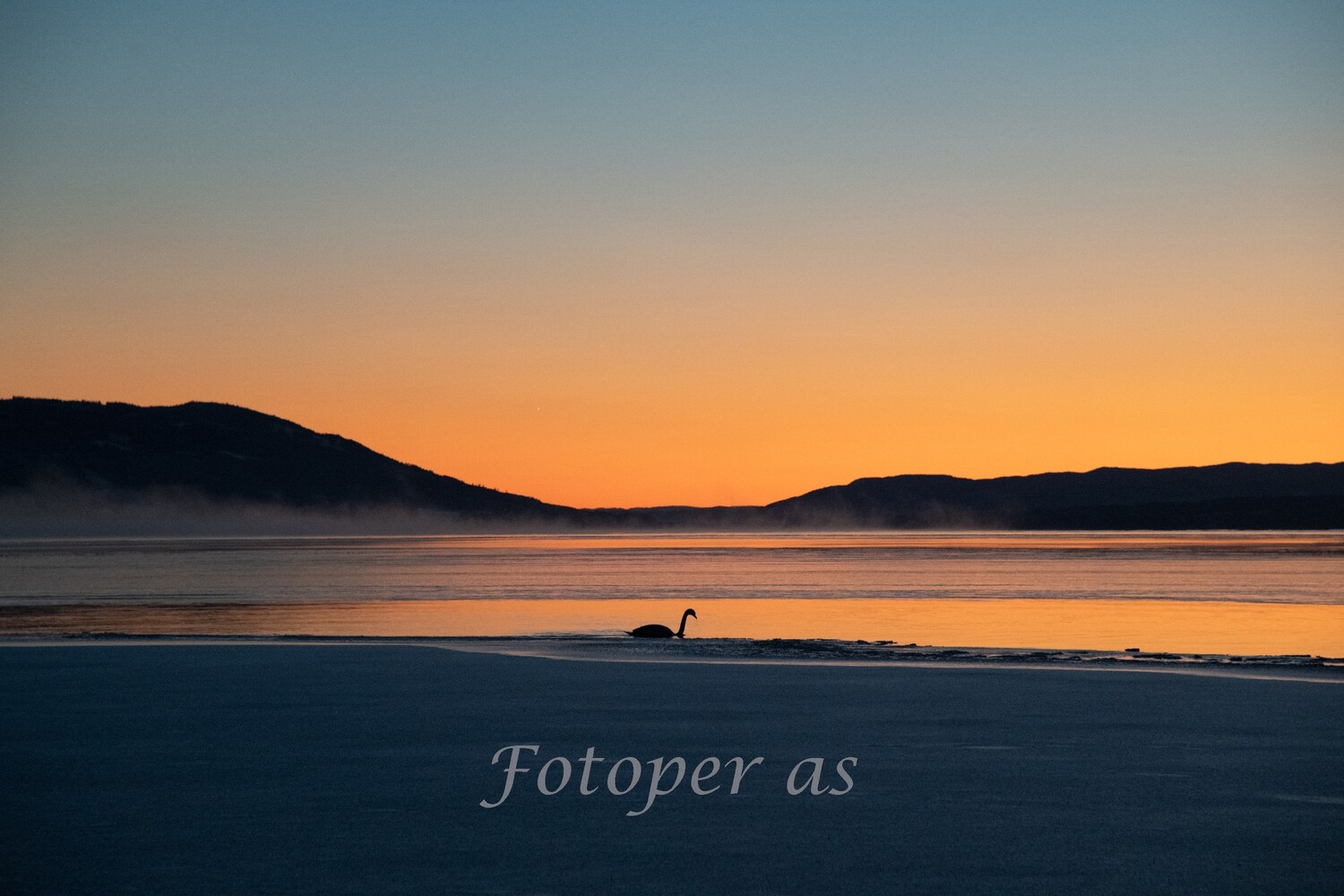 Røsholmstranda, solnedgang, svane