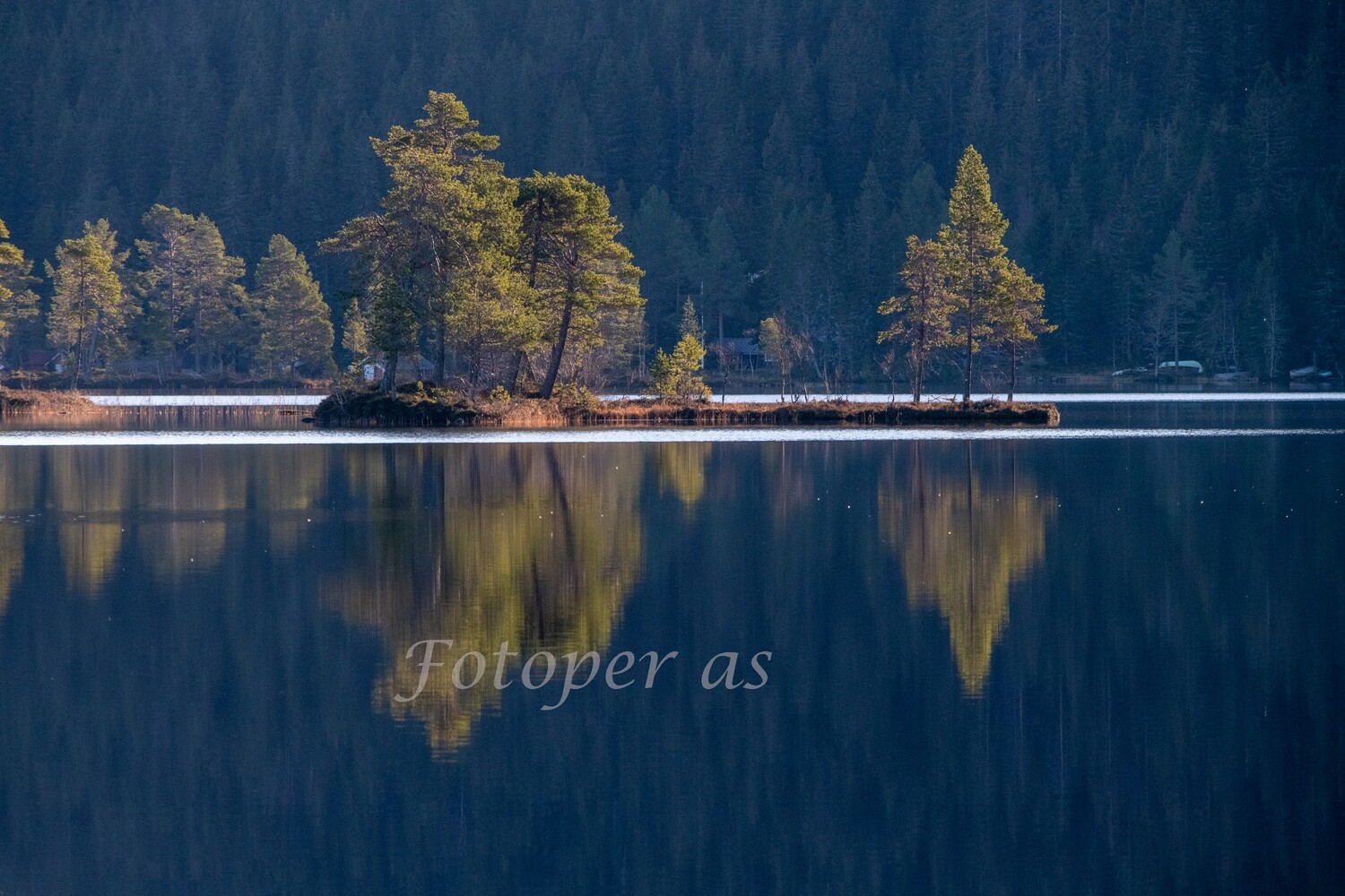 Øy i Øyangen, trær