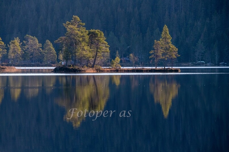Øy i Øyangen, trær