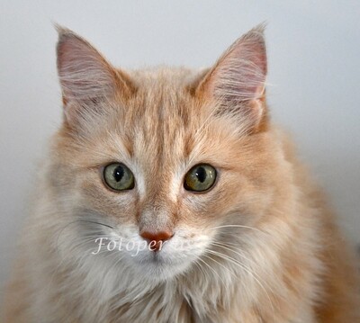 Katt, Tyrkisk angora, portrett