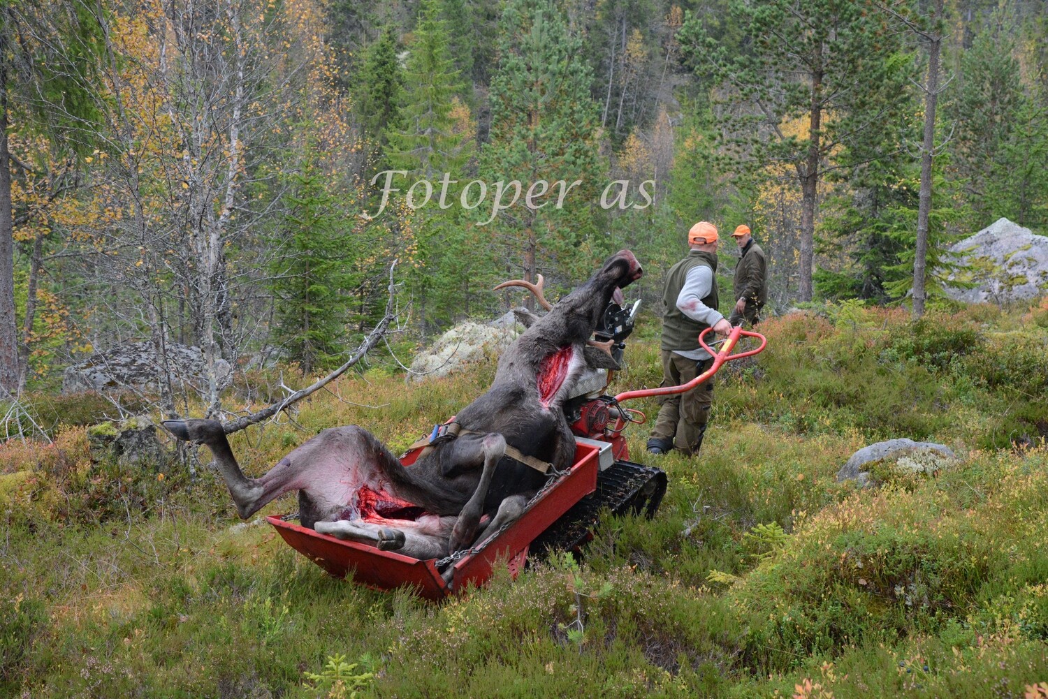 Elgjakt. Skutt elg fraktes på elgtrekker