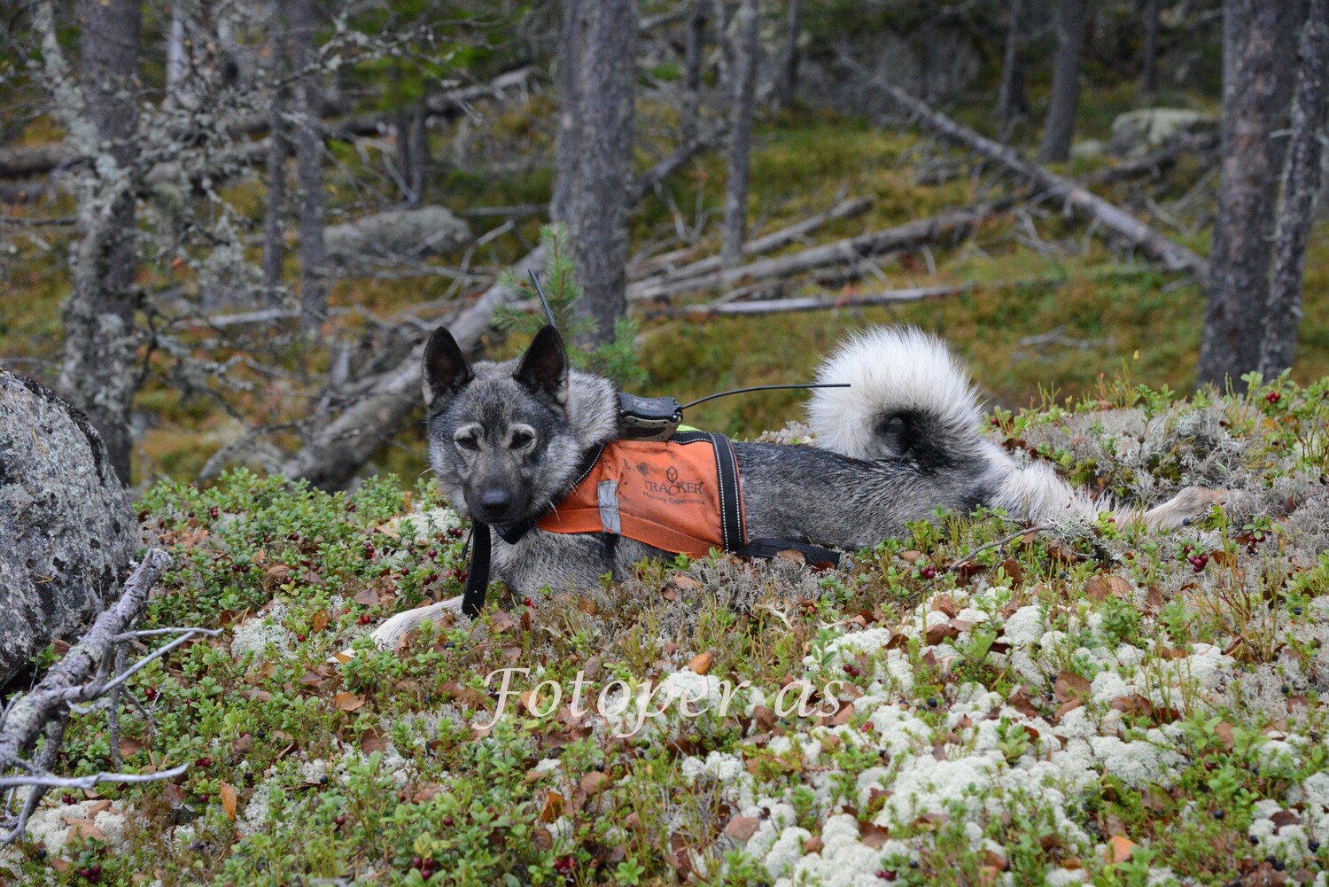 Elghund på jakt