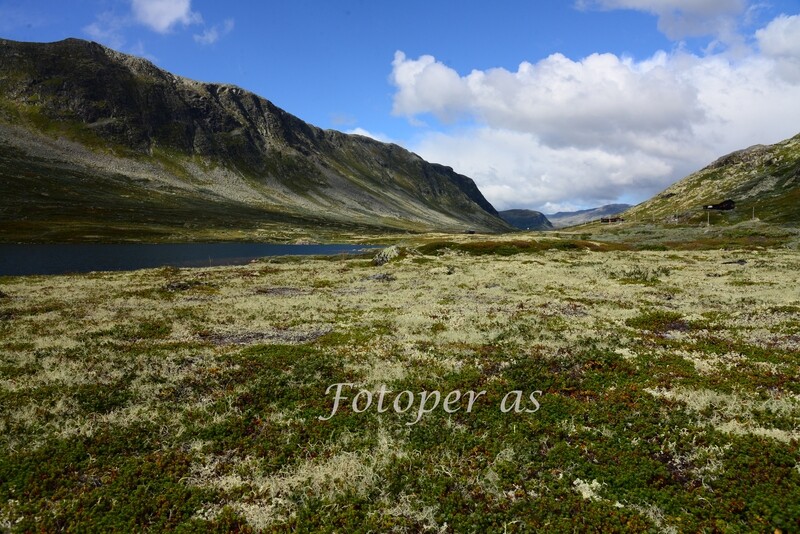 Hemsedal,mose