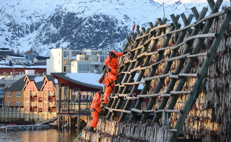 Lofoten, Svolvær, tørrfisk