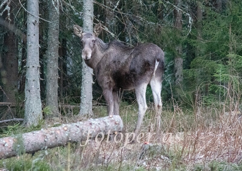 Elg på Krokskogen