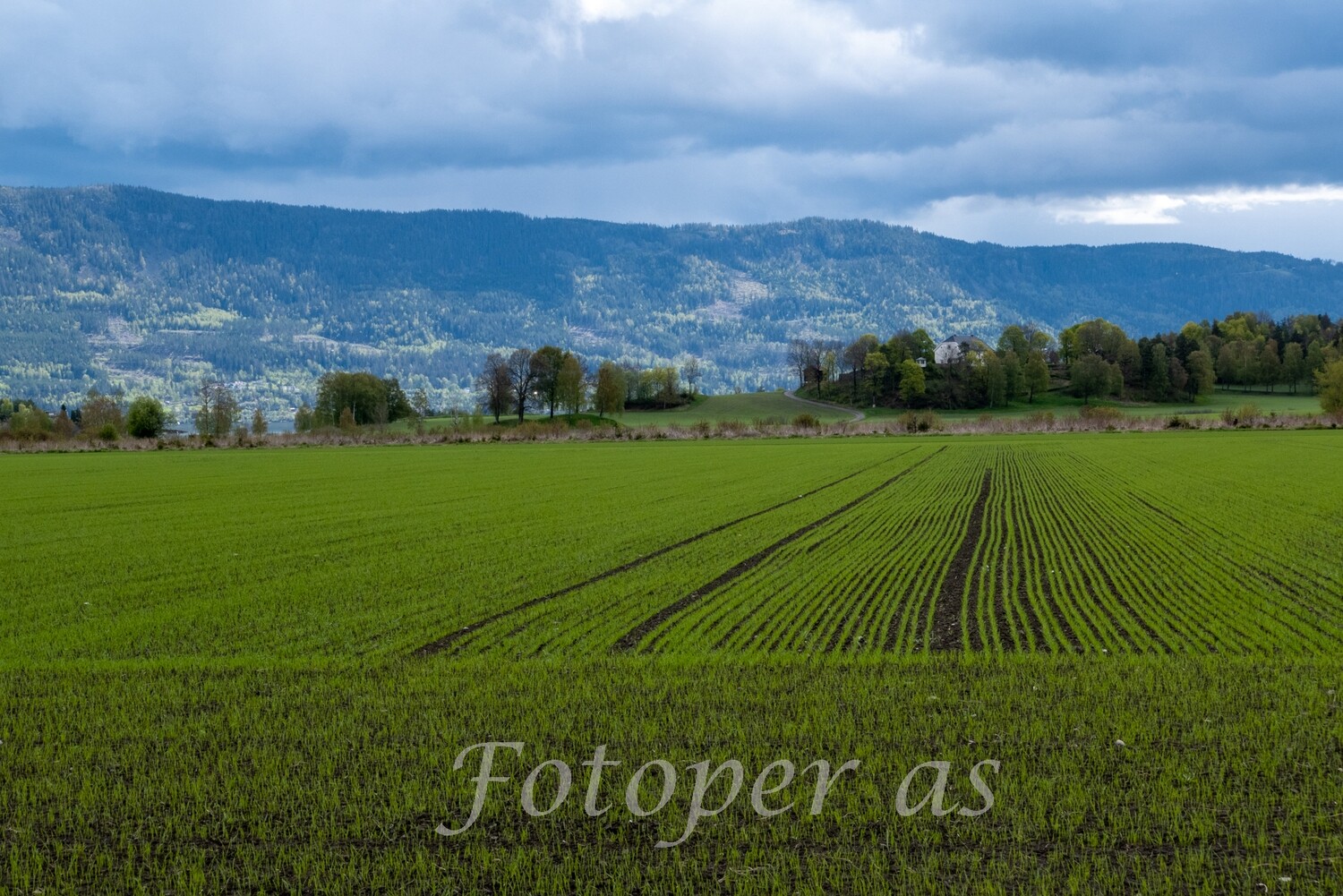 Steinsletta, vår, grønne åkre