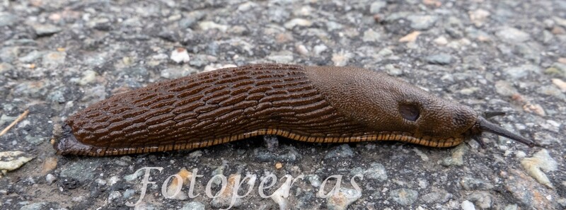 Iberiasnegle
