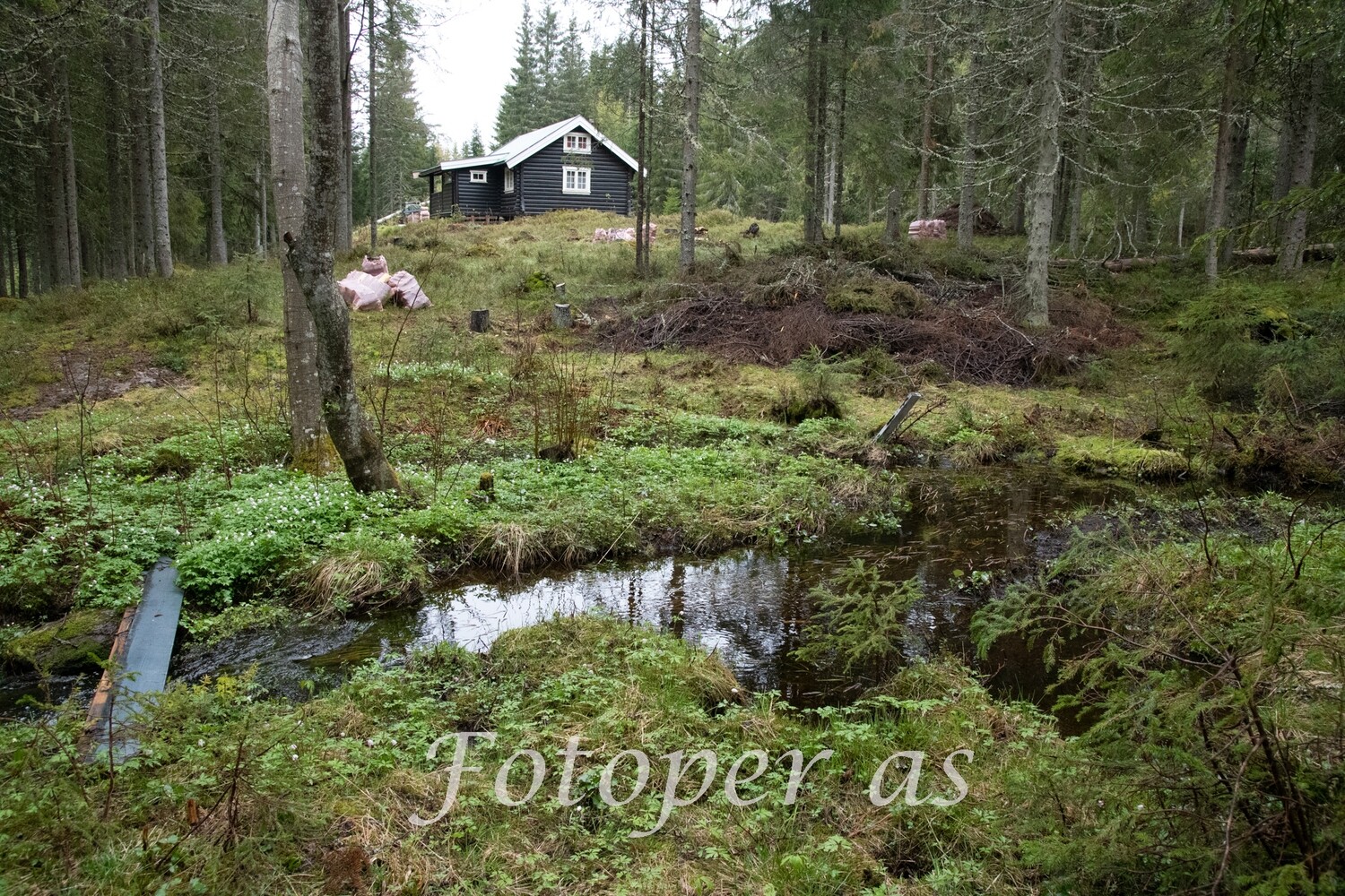 Krokskogen, vår i bekken, hvitveis