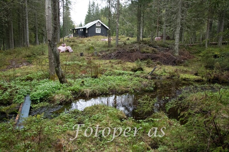 Krokskogen, vår i bekken, hvitveis