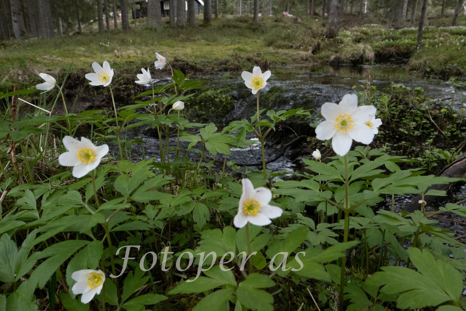 Hvitveis, flere