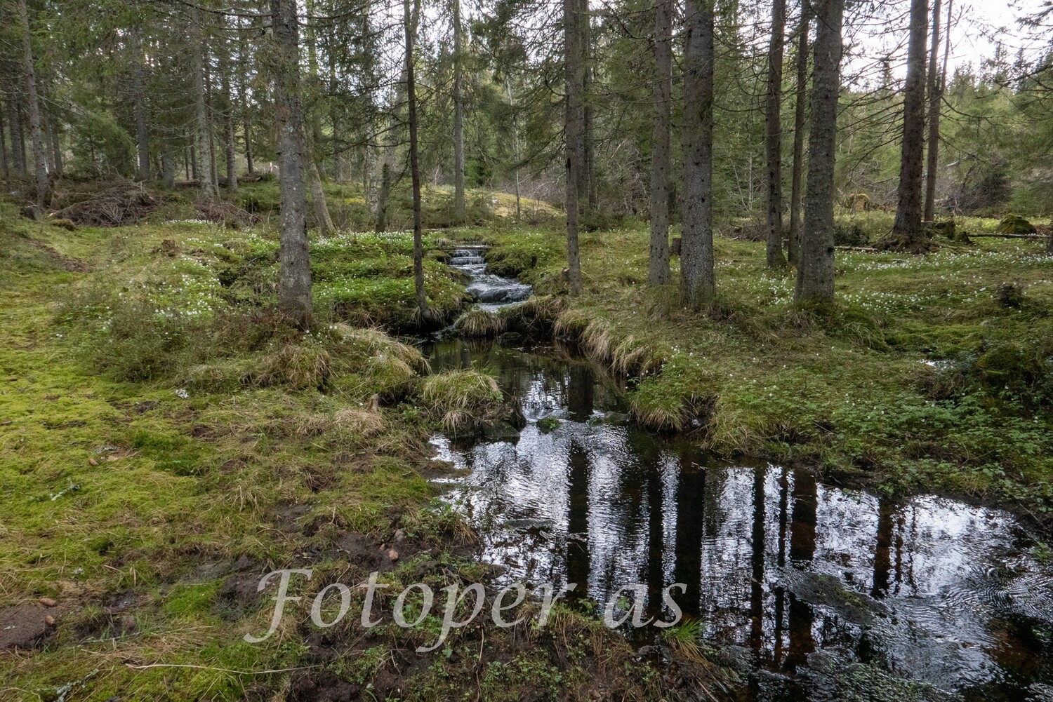 Krokskogen, bekk, hvitveis