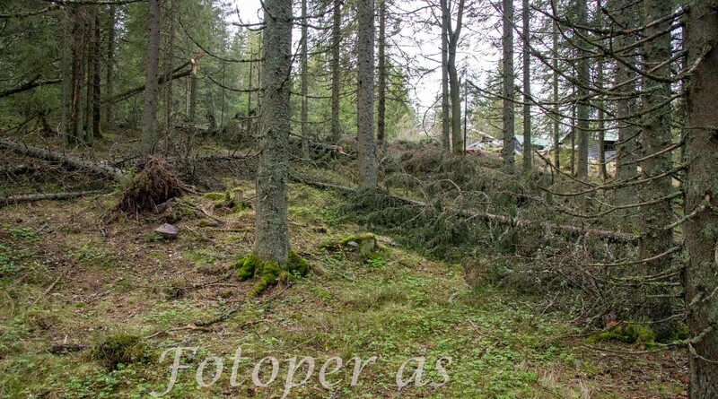 Trefall i skog
