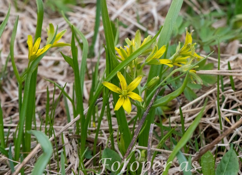 Gule blomster