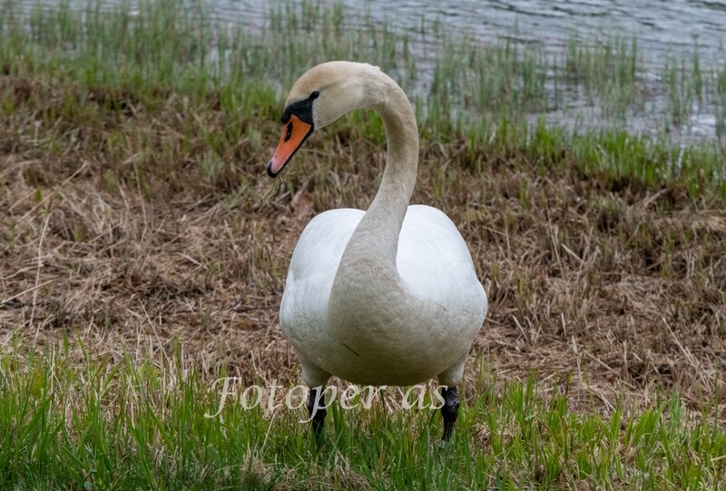 Svane på land