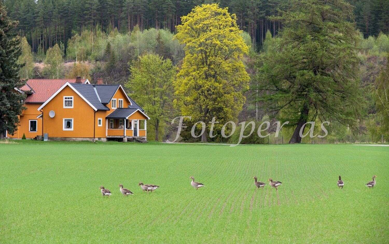 Gjesser på åker Sandsetra gård, Busund