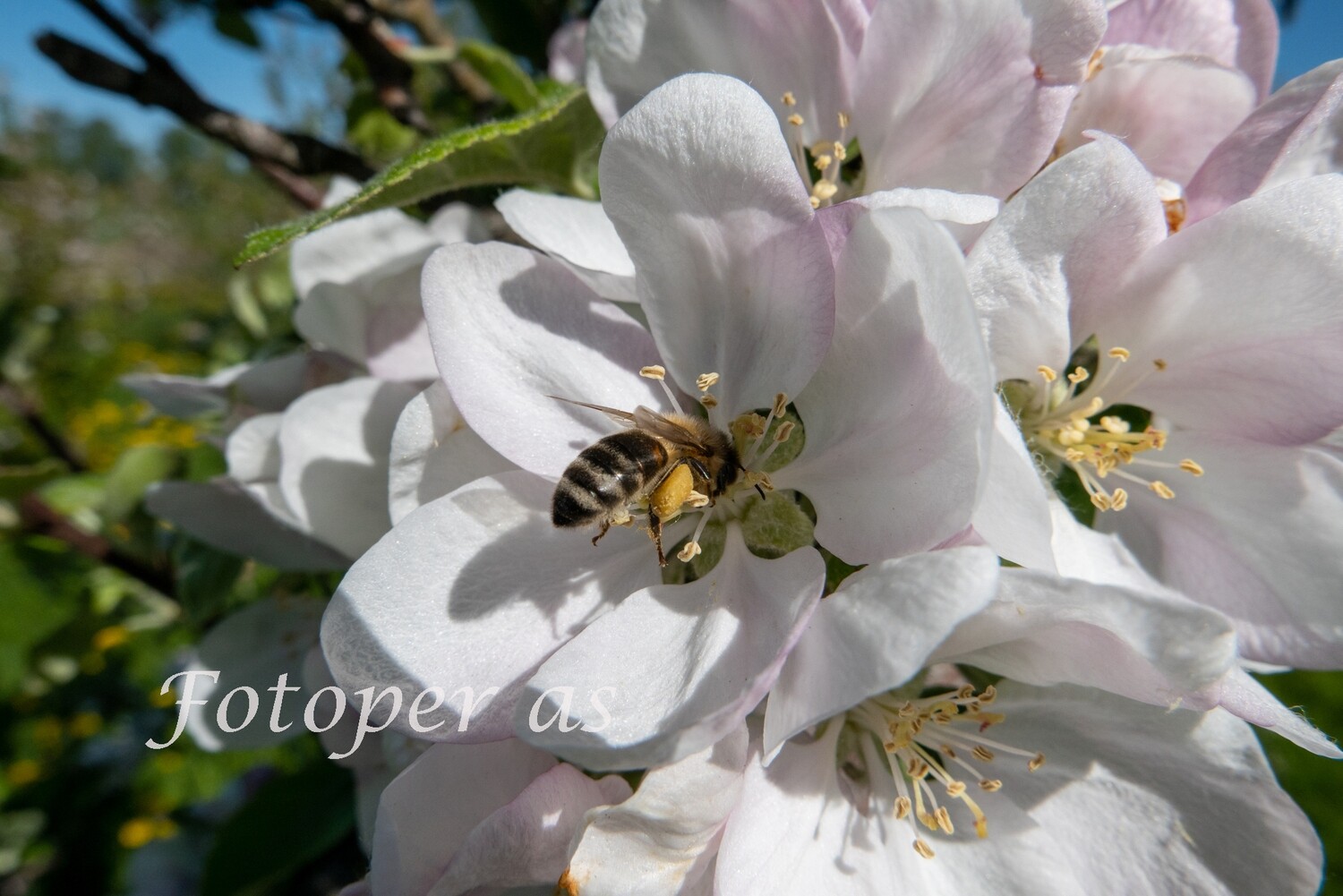 Epleblomst og bie