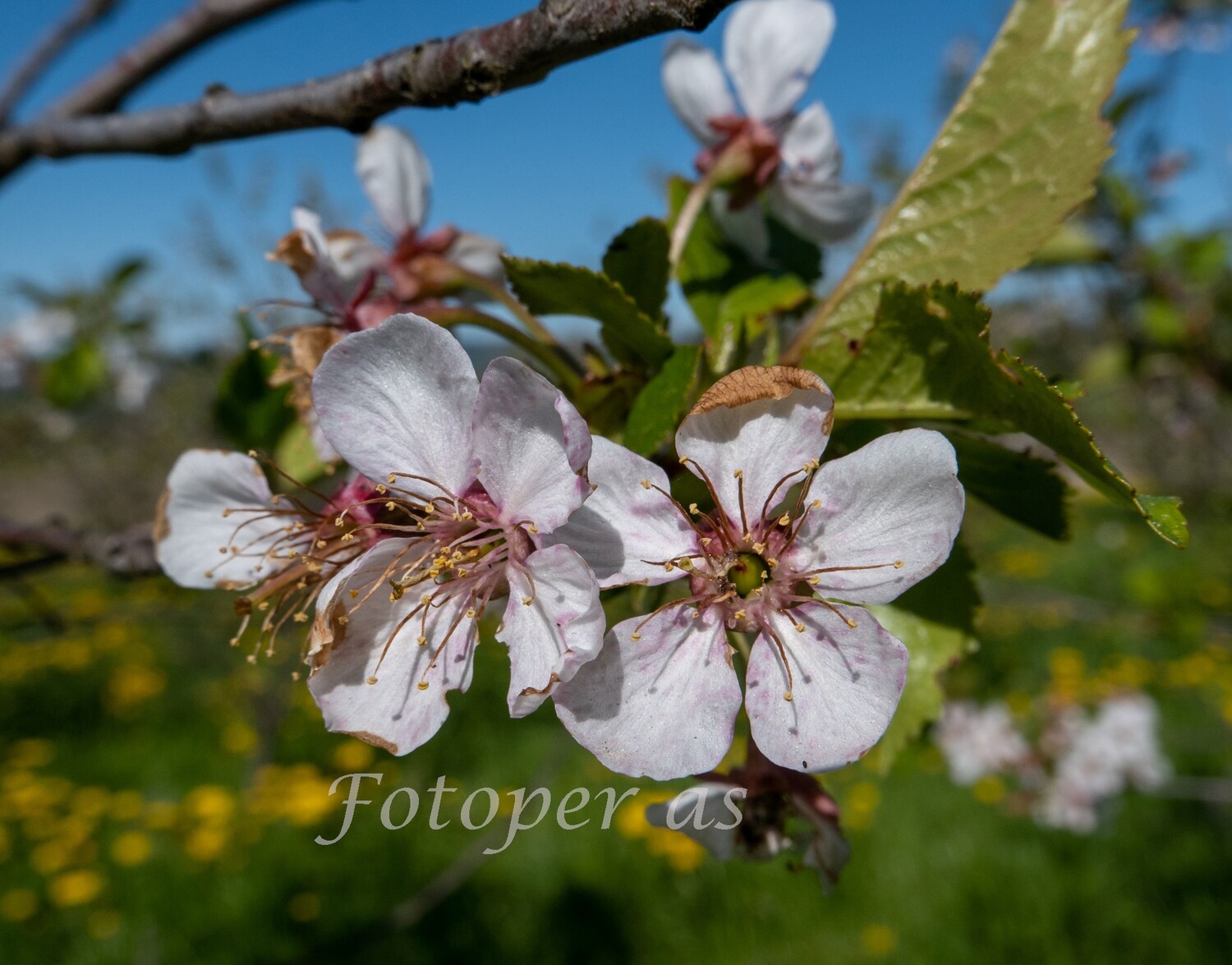 Kirsebærblomst