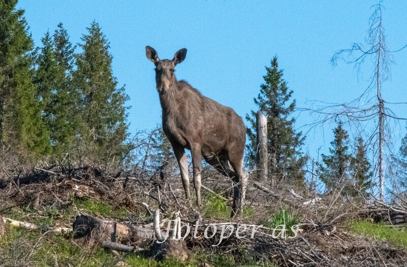Elg på Krokskogen