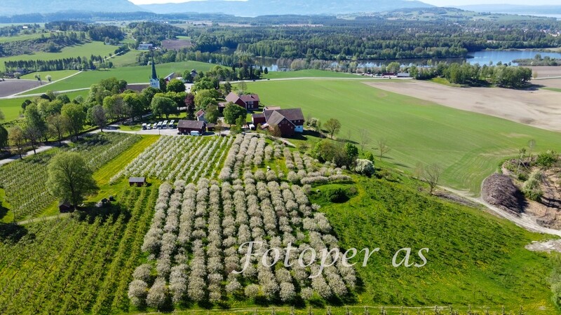 Ringvold frukthage, blomstring