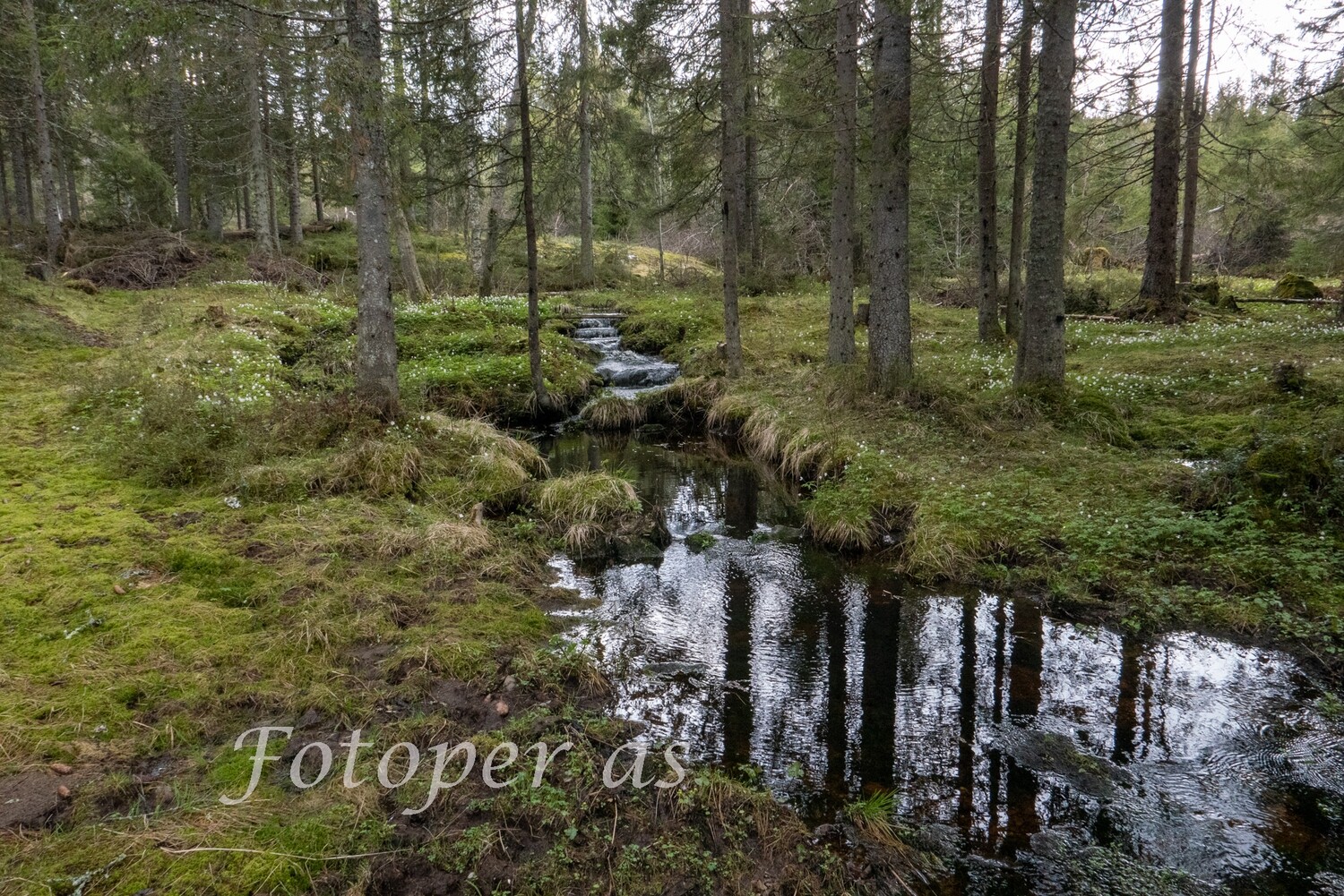 Bekk og blomster Krokskogen