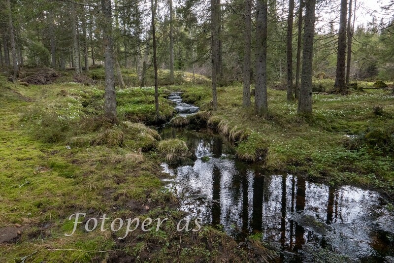 Bekk og blomster Krokskogen