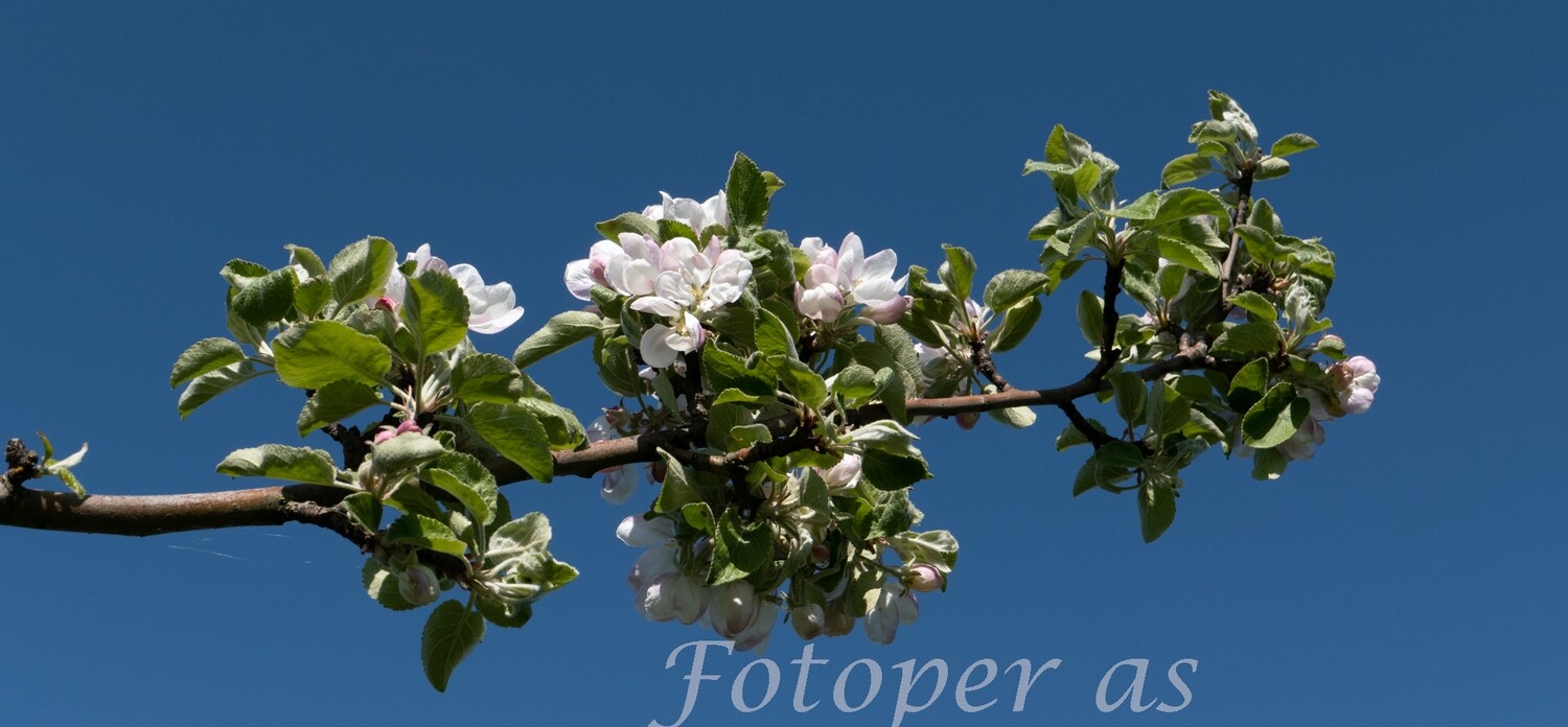 Epleblomster