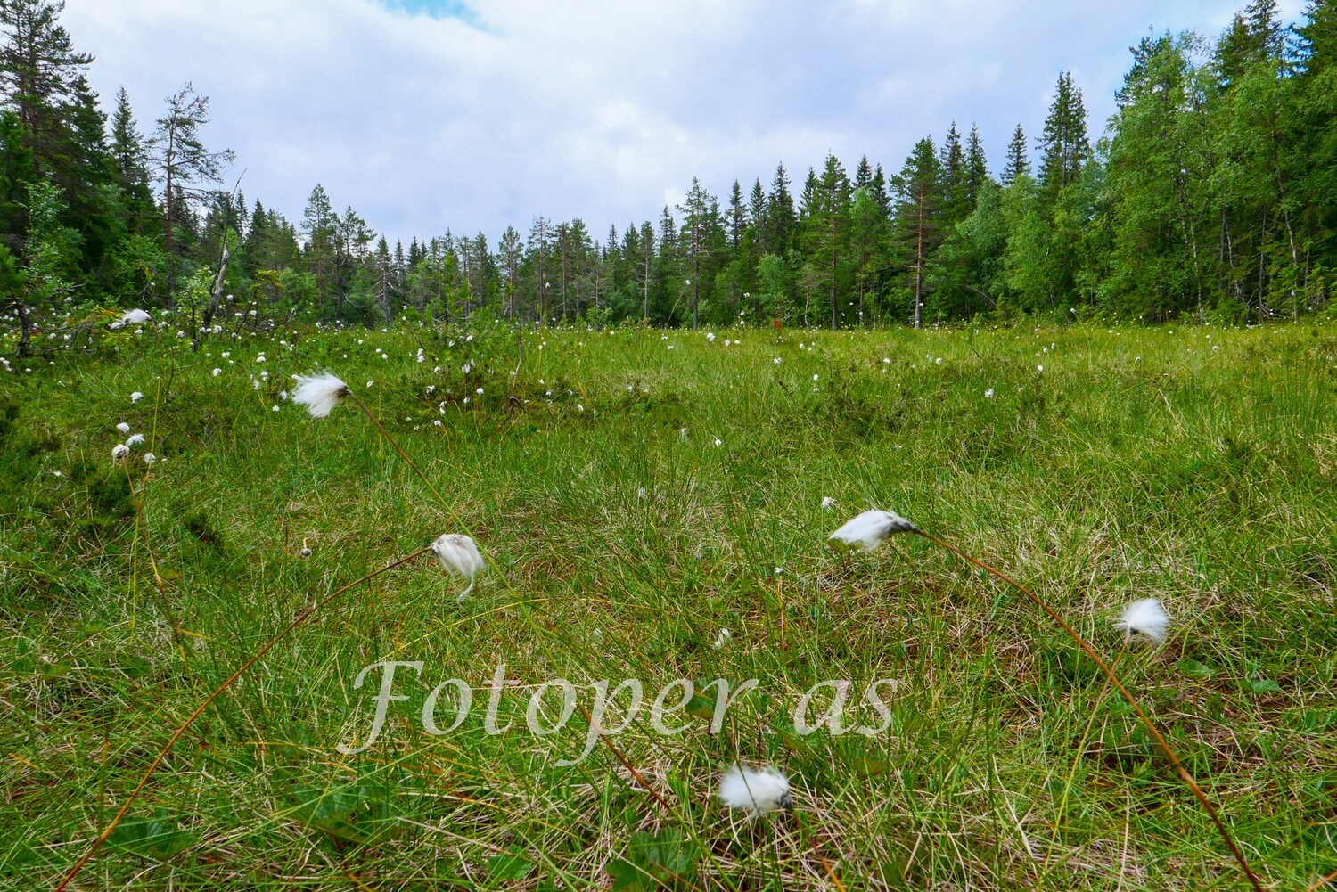 Myrull, Krokskogen