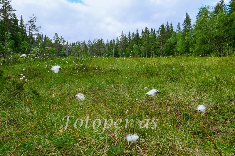 Myrull, Krokskogen