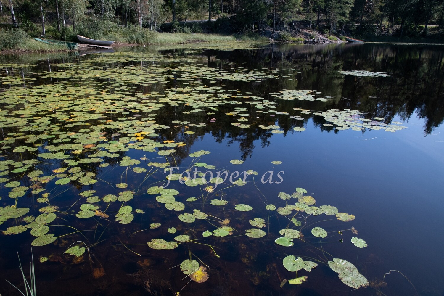 Vannliljer Skjærsjøen, Holleia
