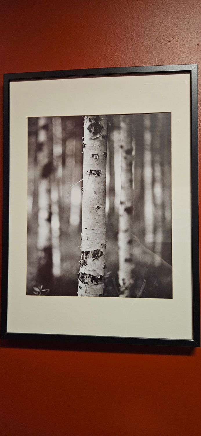 Birch Trees Framed