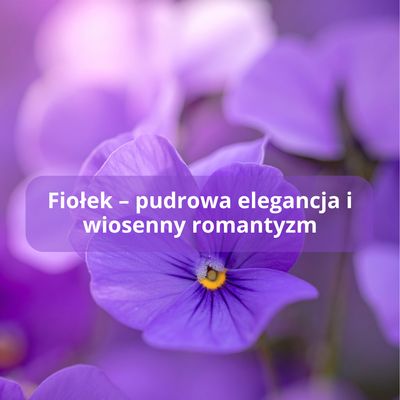 Fiołek – pudrowa elegancja i wiosenny romantyzm