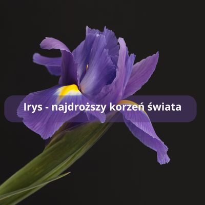 Irys - najdroższy korzeń świata