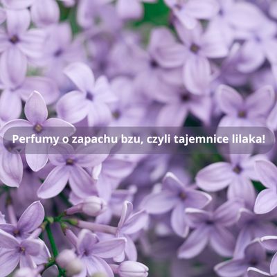 Perfumy o zapachu bzu, czyli tajemnice lilaka!