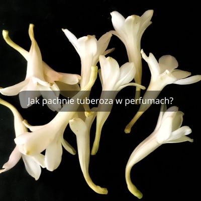 Jak pachnie tuberoza w perfumach?