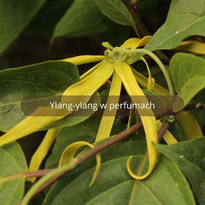 Ylang-ylang w perfumach