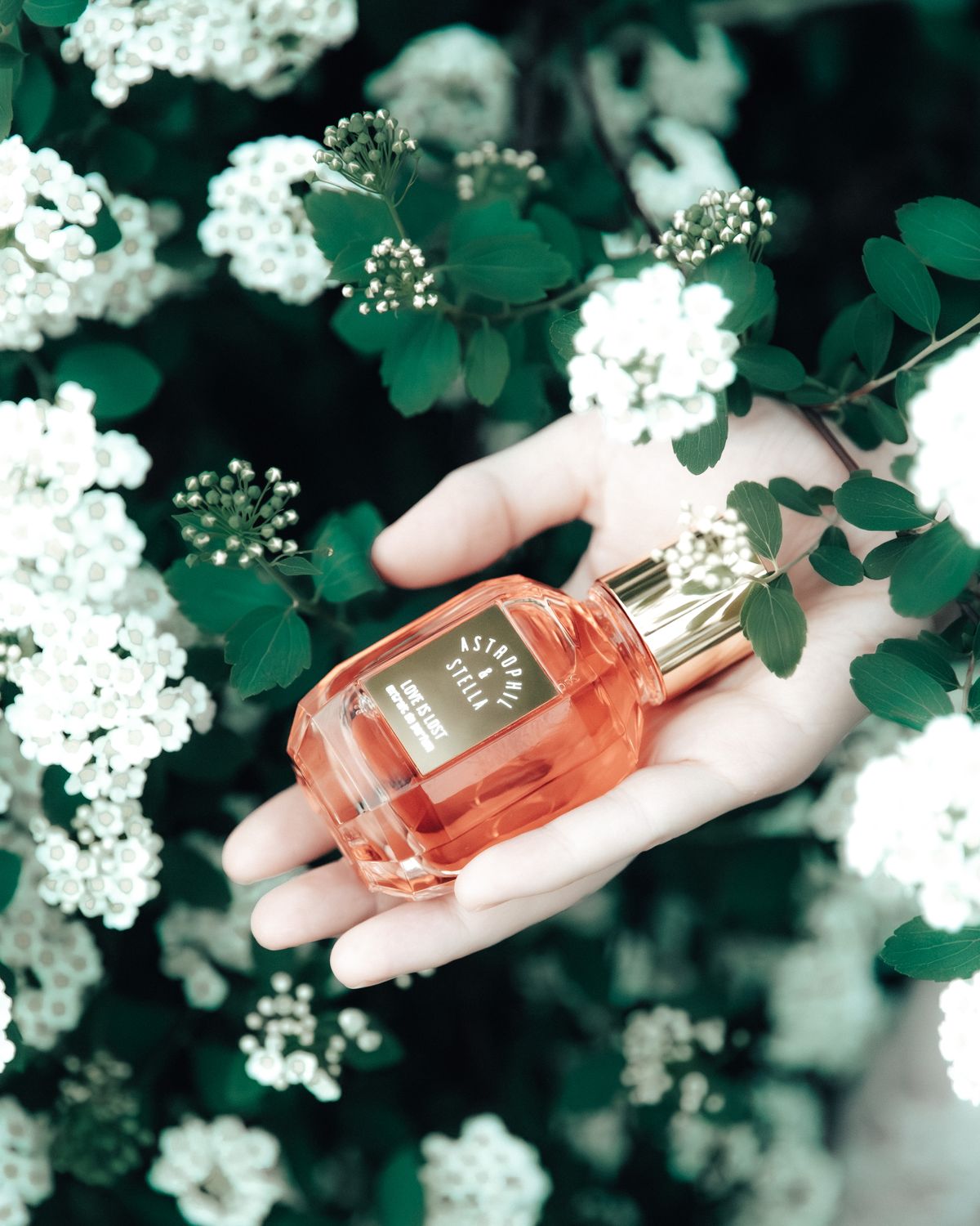 LOVE IS LOST - Astrophil &amp; Stella - Extrait 50ml
