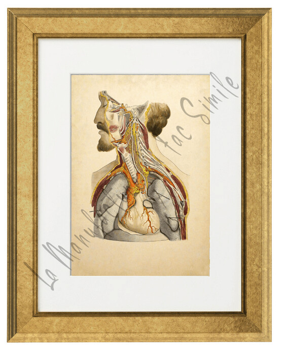 THORAX PROFIL