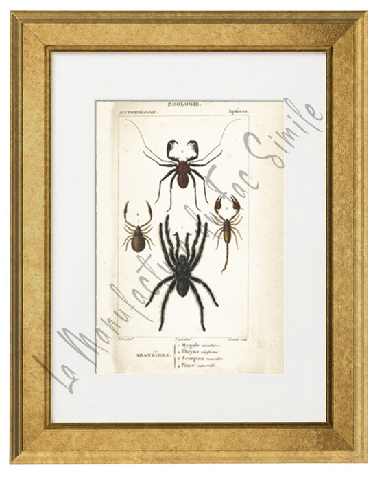 ARANEIDES PLANCHE 2