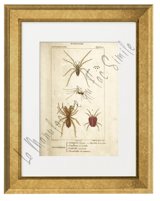 ARANEIDES PLANCHE 1