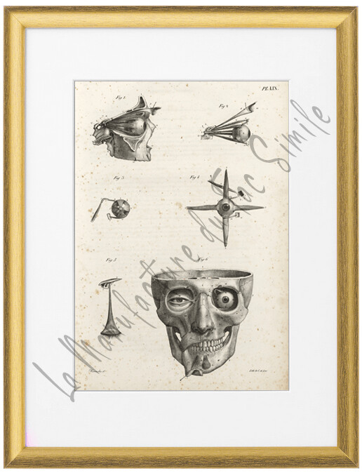 ANATOMIE OEIL