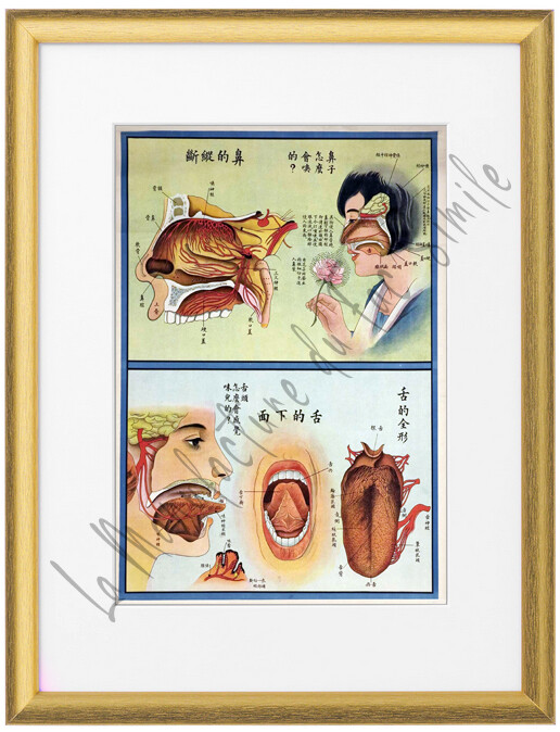 NEZ ET BOUCHE