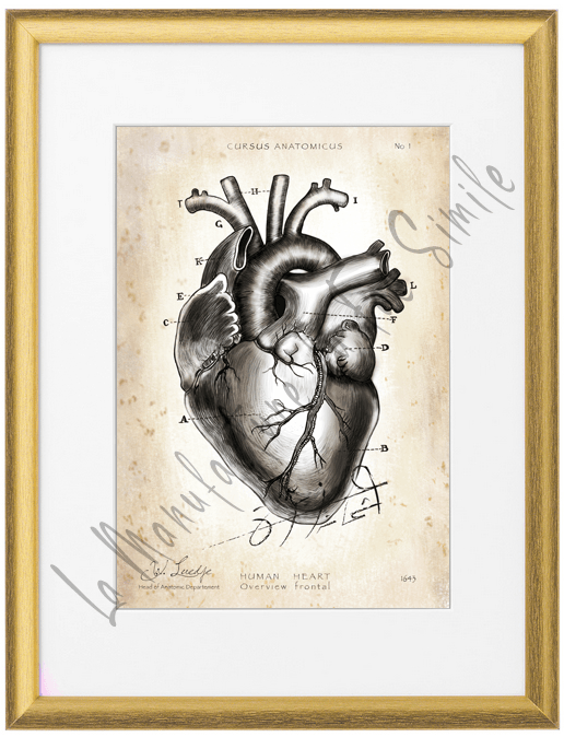 ANATOMIE COEUR