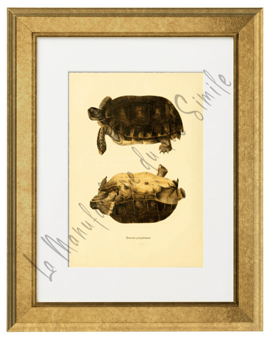 TESTUDO POLYPHEMUS