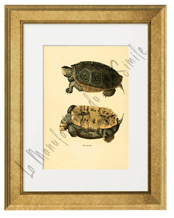 EMYS TERRAPIN
